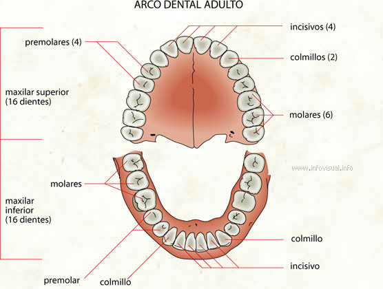 Arco dental